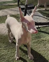 ikema gray collar boy, a male Doberman Pinscher for sale in Cedar Rapids, IA – Photo 1 of 5