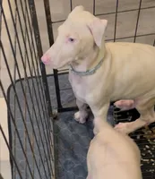 ikema gray collar boy, a male Doberman Pinscher for sale in Cedar Rapids, IA – Photo 2 of 5