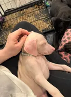 ikema gray collar boy, a male Doberman Pinscher for sale in Cedar Rapids, IA – Photo 3 of 5