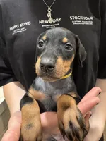 KiiiKiii 💛collar black female, a female Doberman Pinscher for sale in Cedar Rapids, IA – Photo 2 of 3