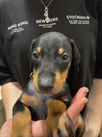 KiiiKiii 💛collar black female, a female Doberman Pinscher for sale in Cedar Rapids, IA – Photo 1 of 3