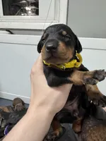 KiiiKiii 💛collar black female, a female Doberman Pinscher for sale in Cedar Rapids, IA – Photo 3 of 3