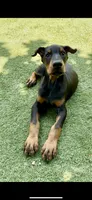 Jet Euro Championship Line, a male Doberman Pinscher for sale in Cedar Rapids, IA – Photo 8 of 10