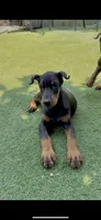 Jet Euro Championship Line, a male Doberman Pinscher for sale in Cedar Rapids, IA – Photo 4 of 10