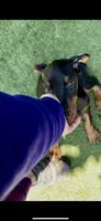 Jet Euro Championship Line, a male Doberman Pinscher for sale in Cedar Rapids, IA – Photo 5 of 10