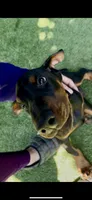Jet Euro Championship Line, a male Doberman Pinscher for sale in Cedar Rapids, IA – Photo 2 of 10