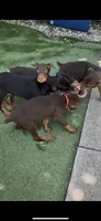 Jet Euro Championship Line, a male Doberman Pinscher for sale in Cedar Rapids, IA – Photo 10 of 10