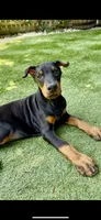 Jet Euro Championship Line, a male Doberman Pinscher for sale in Cedar Rapids, IA – Photo 9 of 10