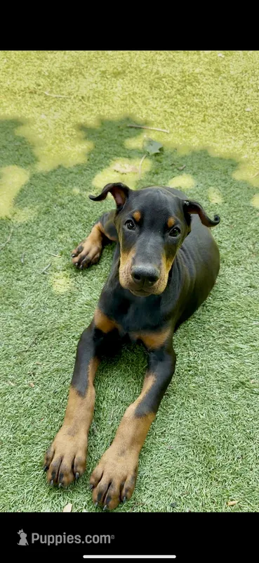 Jet Euro Championship Line, a male Doberman Pinscher for sale in Cedar Rapids, IA – Photo 1 of 10