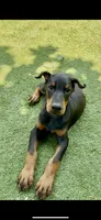 Jet Euro Championship Line, a male Doberman Pinscher for sale in Cedar Rapids, IA – Photo 1 of 10