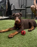 Joey Euro champion line, a male Doberman Pinscher for sale in Cedar Rapids, IA – Photo 2 of 8