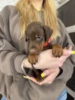 Joey Euro champion line, a male Doberman Pinscher for sale in Cedar Rapids, IA – Photo 8 of 8