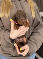 Joey Euro champion line, a male Doberman Pinscher for sale in Cedar Rapids, IA – Photo 7 of 8