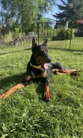 Lao 💛collar cropped 🖤male, a male Doberman Pinscher for sale in Cedar Rapids, IA – 2 of 4