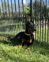 Lao 💛collar cropped 🖤male, a male Doberman Pinscher for sale in Cedar Rapids, IA – 4 of 4