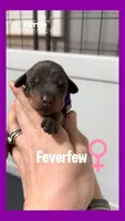 Blue female Frost or Feverfew, a female Doberman Pinscher for sale in Cedar Rapids, IA – Photo 3 of 5