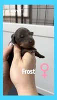 Blue female Frost or Feverfew, a female Doberman Pinscher for sale in Cedar Rapids, IA – Photo 2 of 5