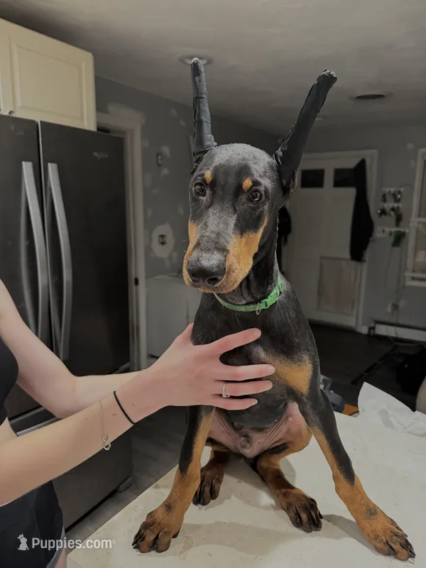 KNK 💚collar cropped 🖤male