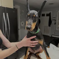 KNK 💚collar cropped 🖤male, a male Doberman Pinscher for sale in Cedar Rapids, IA – Photo 1 of 7