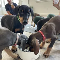 KNK 💚collar cropped 🖤male, a male Doberman Pinscher for sale in Cedar Rapids, IA – Photo 7 of 7