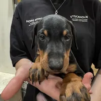 KNK 💚collar cropped 🖤male, a male Doberman Pinscher for sale in Cedar Rapids, IA – Photo 3 of 7