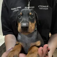 KNK 💚collar cropped 🖤male, a male Doberman Pinscher for sale in Cedar Rapids, IA – Photo 4 of 7