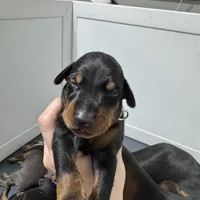 KNK 💚collar cropped 🖤male, a male Doberman Pinscher for sale in Cedar Rapids, IA – Photo 5 of 7