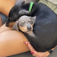 KNK 💚collar cropped 🖤male, a male Doberman Pinscher for sale in Cedar Rapids, IA – Photo 6 of 7