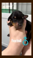 Foxtail Brown Black Boy, a male Doberman Pinscher for sale in Cedar Rapids, IA – Photo 7 of 9