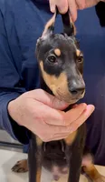 Foxtail Brown Black Boy, a male Doberman Pinscher for sale in Cedar Rapids, IA – Photo 5 of 9