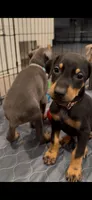 Foxtail Brown Black Boy, a male Doberman Pinscher for sale in Cedar Rapids, IA – Photo 4 of 9