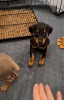 Foxtail Brown Black Boy, a male Doberman Pinscher for sale in Cedar Rapids, IA – Photo 2 of 9