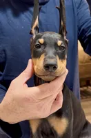 Foxtail Brown Black Boy, a male Doberman Pinscher for sale in Cedar Rapids, IA – Photo 6 of 9