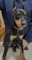 Foxtail Brown Black Boy, a male Doberman Pinscher for sale in Cedar Rapids, IA – Photo 9 of 9