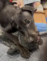 Galena black Melanistic 🧡, a female Doberman Pinscher for sale in Cedar Rapids, IA – Photo 7 of 7