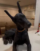 Galena black Melanistic 🧡, a female Doberman Pinscher for sale in Cedar Rapids, IA – Photo 5 of 7