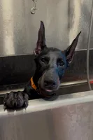 Galena black Melanistic 🧡, a female Doberman Pinscher for sale in Cedar Rapids, IA – Photo 4 of 7