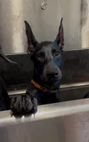 Galena black Melanistic 🧡, a female Doberman Pinscher for sale in Cedar Rapids, IA – Photo 3 of 7