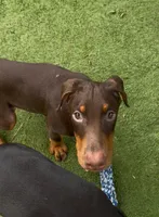 Jupiter Euro champion line, a male Doberman Pinscher for sale in Cedar Rapids, IA – Photo 5 of 10