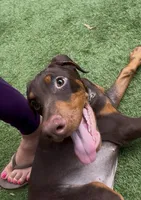 Jupiter Euro champion line, a male Doberman Pinscher for sale in Cedar Rapids, IA – Photo 6 of 10