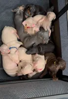 iceland black collar boy, a male Doberman Pinscher for sale in Cedar Rapids, IA – Photo 6 of 6