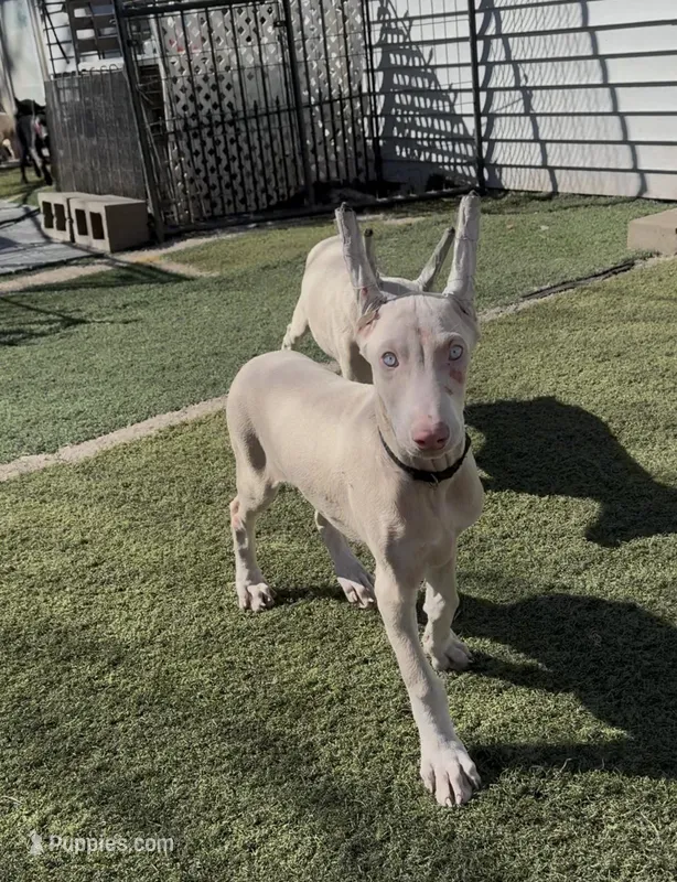 iceland black collar boy