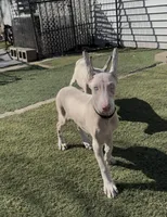 iceland black collar boy, a male Doberman Pinscher for sale in Cedar Rapids, IA – Photo 1 of 6