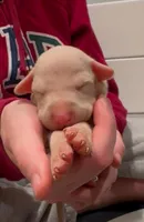 iceland black collar boy, a male Doberman Pinscher for sale in Cedar Rapids, IA – Photo 4 of 6