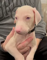 iceland black collar boy, a male Doberman Pinscher for sale in Cedar Rapids, IA – Photo 5 of 6