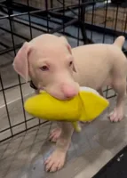 iceland black collar boy, a male Doberman Pinscher for sale in Cedar Rapids, IA – Photo 3 of 6