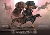 Elland Euro champion bloodline, a female Doberman Pinscher for sale in Cedar Rapids, IA – Photo 3 of 10