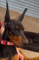 Elland Euro champion bloodline, a female Doberman Pinscher for sale in Cedar Rapids, IA – Photo 10 of 10