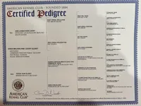 Elland Euro champion bloodline, a female Doberman Pinscher for sale in Cedar Rapids, IA – Photo 8 of 10