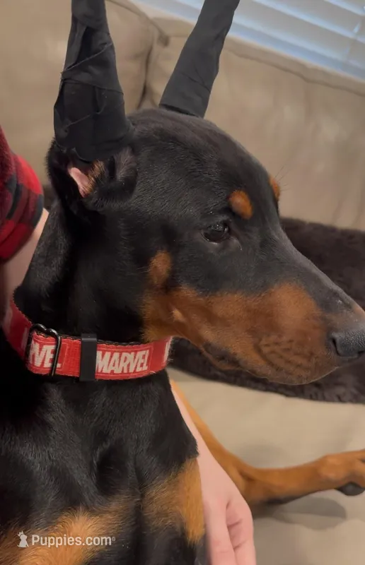 Elland Euro champion bloodline